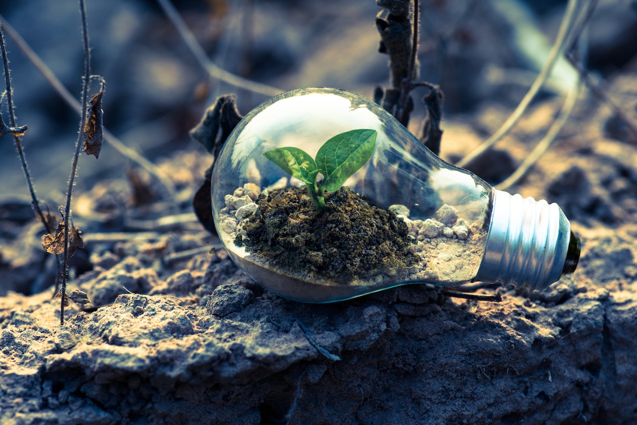 Soil placed in a light bulb with a tiny plant growing in it